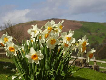 daffodils - march