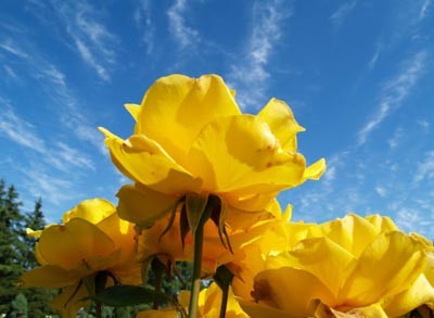 yellow-roses.jpg