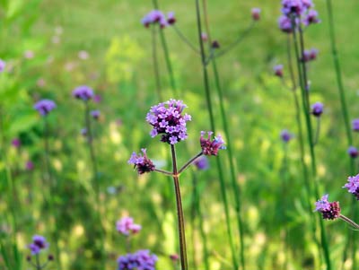 verbena-meadow-effect