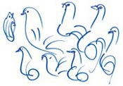 birds