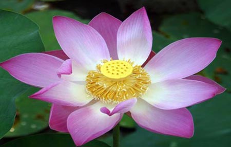 lotus