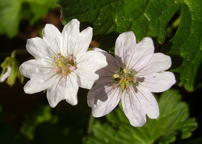 white flower