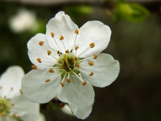 Flower from Bikash