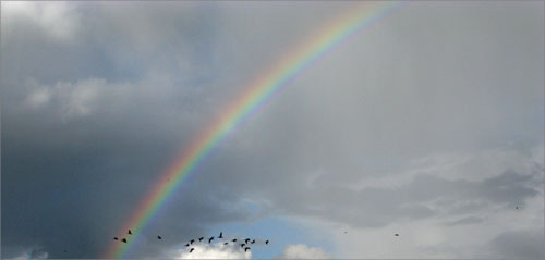 rainbow_flock